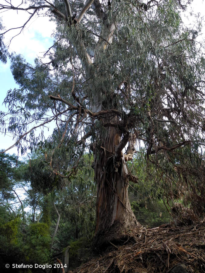 Eucalyptus globosus